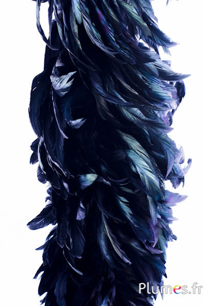 Boa coq fouet - long. des plumes 20-25 cm - noir hirondelle